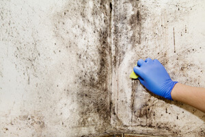 mold testing